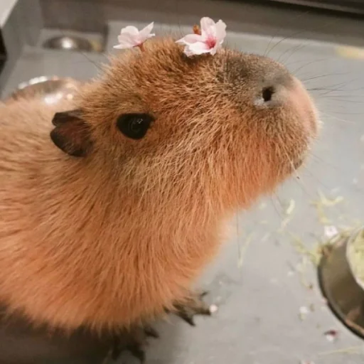 Емодзі CapybaRa 🌸