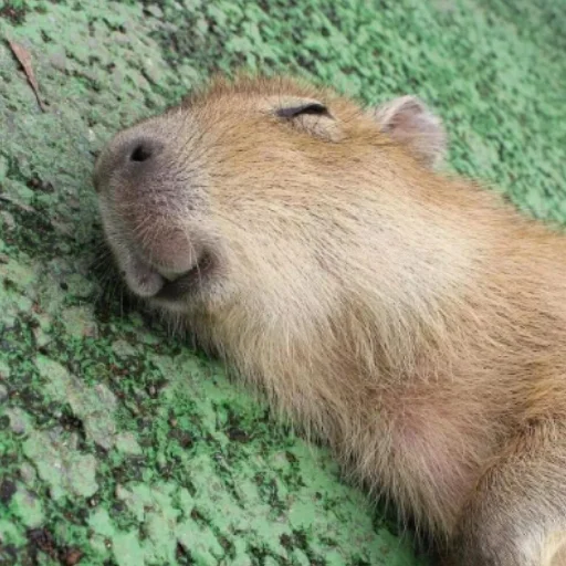 Эмодзи CapybaRa ☺