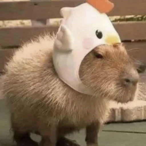 Емодзі CapybaRa 🐤