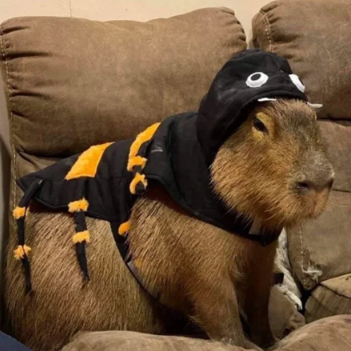 CapybaRa emoji 🐝