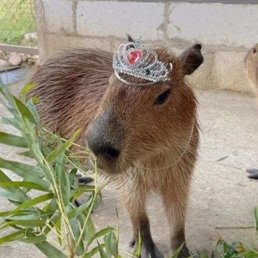 Telegram Sticker «CapybaRa» 👑