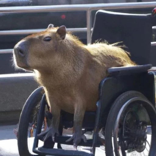 Емодзі CapybaRa 🦽