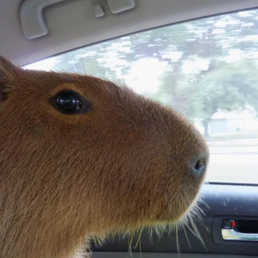 CapybaRa sticker 🙂