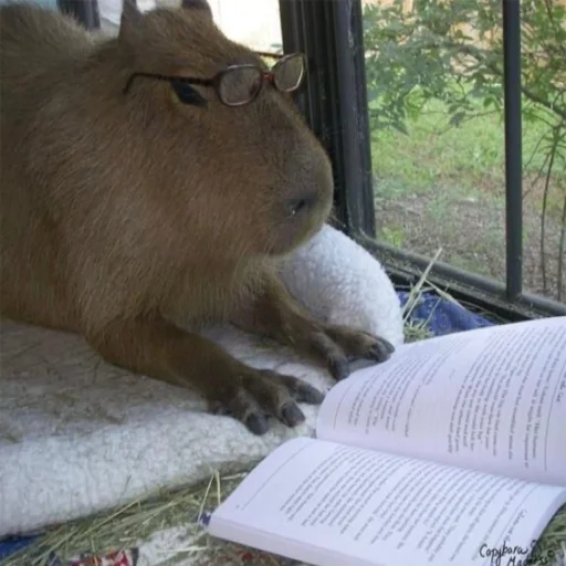 Стікер CapybaRa 🤓