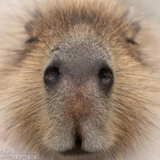 Telegram Sticker «CapybaRa» ☺