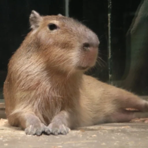 Емодзі CapybaRa 🙂