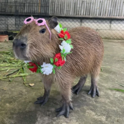 Стікер CapybaRa 🌸