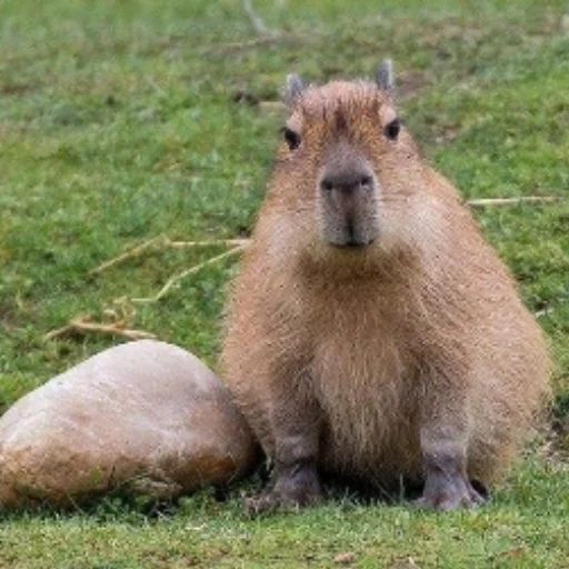 Стикер CapybaRa 😊