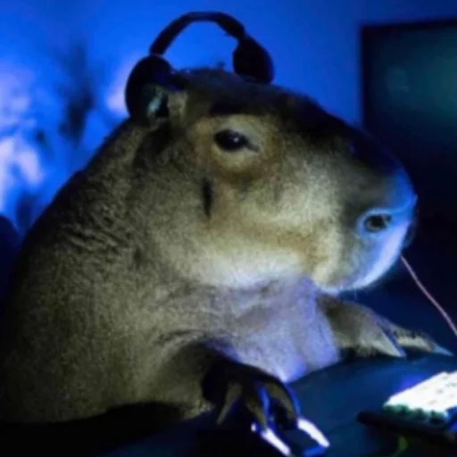 Telegram Sticker «CapybaRa» 😐