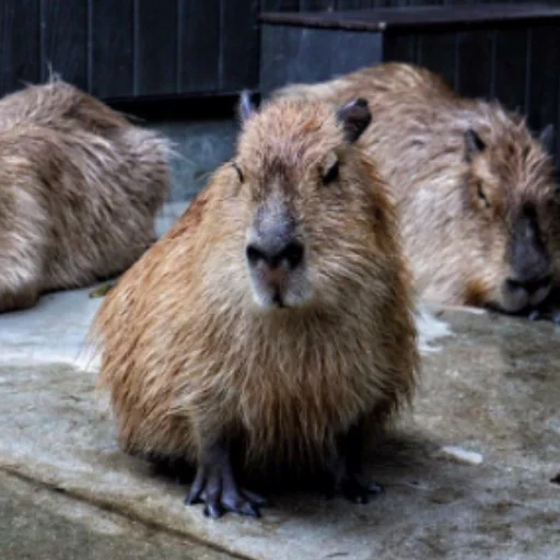 CapybaRa emoji 😶