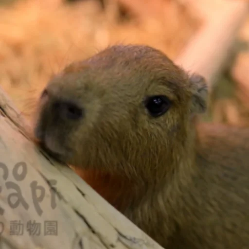 Стикер CapybaRa 😊