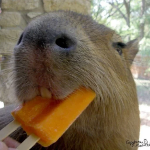 CapybaRa emoji 🍦