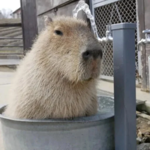 CapybaRa emoji 💦