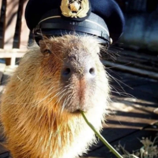 Стікер Telegram «CapybaRa» 👮