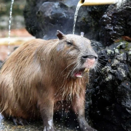 Стікер CapybaRa 😦