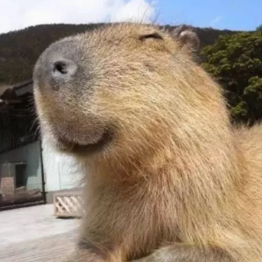 CapybaRa emoji 😌
