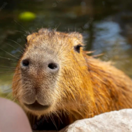 Стикер CapybaRa 🙂