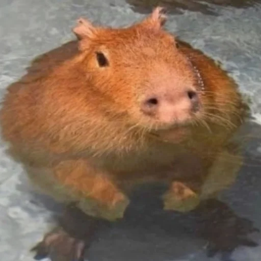 Стикер CapybaRa 💪