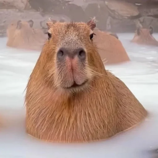 CapybaRa sticker 😏