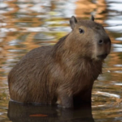 CapybaRa sticker 🫥