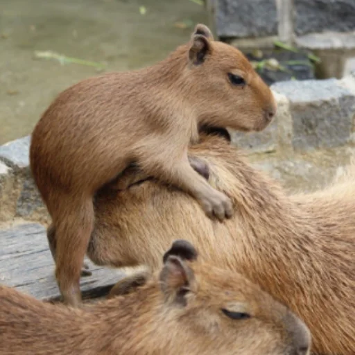 CapybaRa sticker 👶