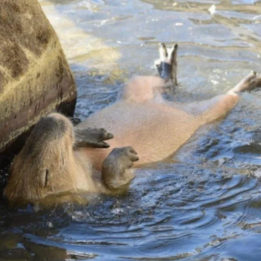 Стикер CapybaRa 😴