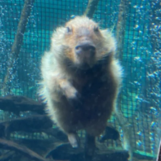 CapybaRa stiker 💦