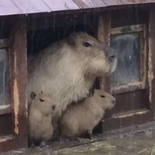Стикер CapybaRa 🌧