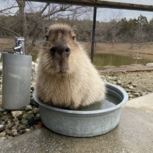 Стікер Telegram «CapybaRa» 😐