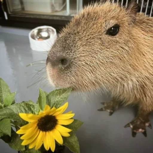 Стікер CapybaRa 🌻