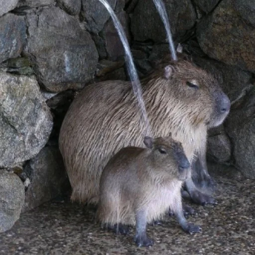 CapybaRa sticker 🚰