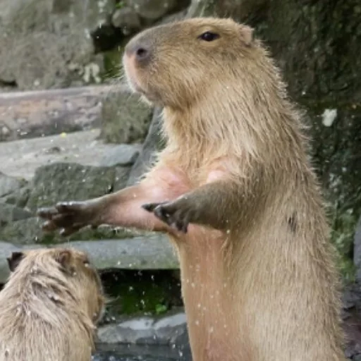 Стикер CapybaRa 👈
