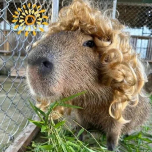 CapybaRa stiker 👩‍🦰