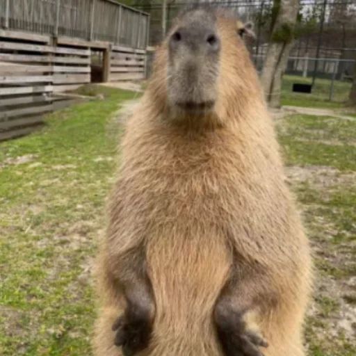 Стикер CapybaRa 🙂