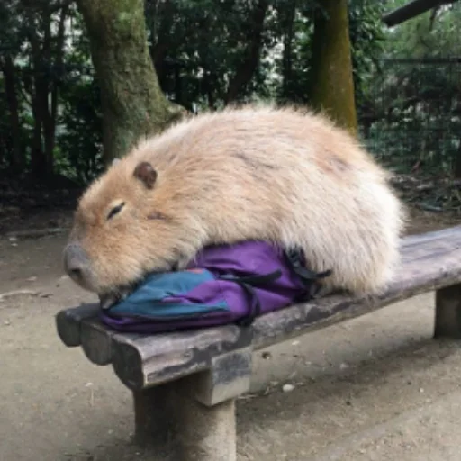 Стикер CapybaRa 🎒