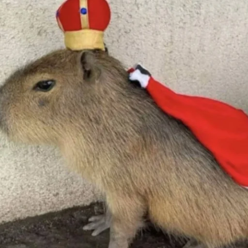 Стікер CapybaRa 🤴