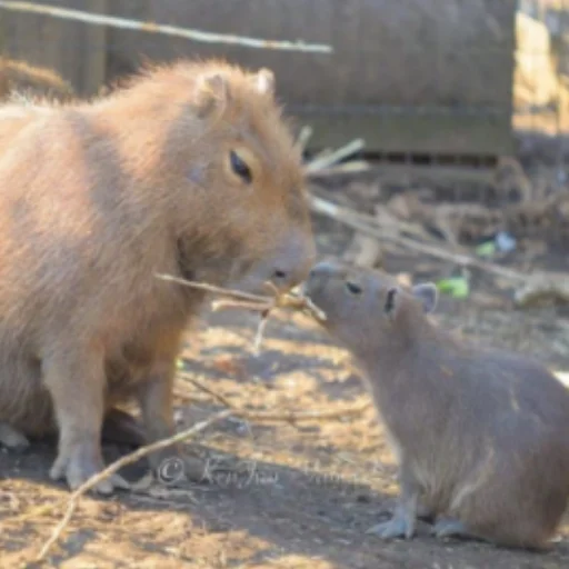 Telegram stiker «CapybaRa» 💋