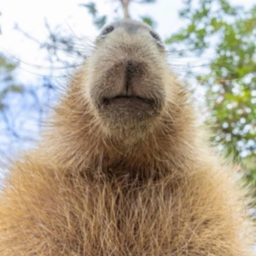 Стікер Telegram «CapybaRa» 👄