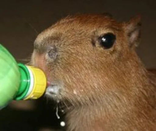 Capybara emoji 🥛