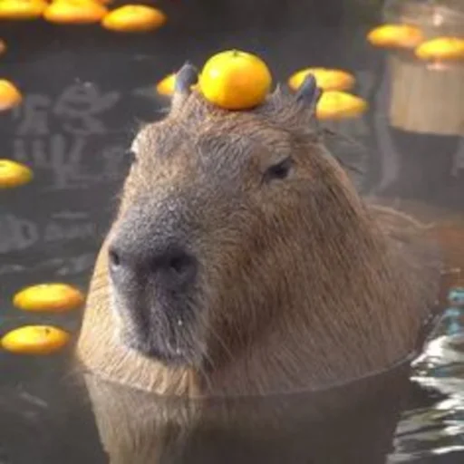 Capybara emoji 🍊