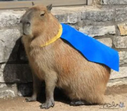 Capybara emoji 🦸‍♂