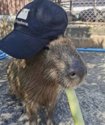 Capybara emoji 🧢