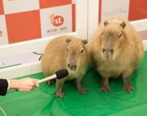 Capybara emoji 🎤