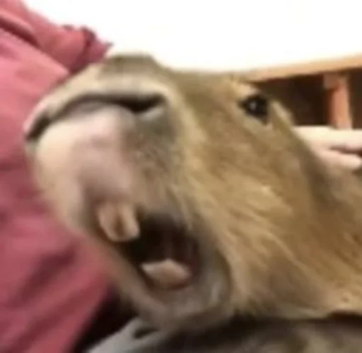 Capybara emoji 😠
