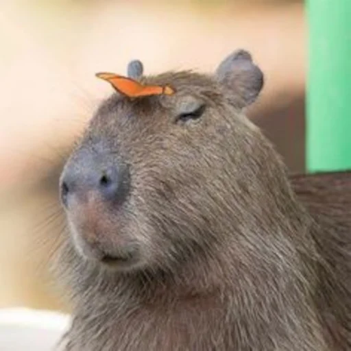 Capybara emoji 💅