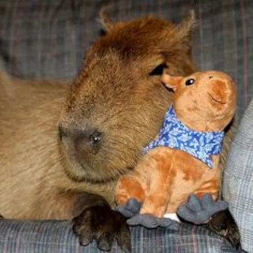 Capybara emoji 🤗
