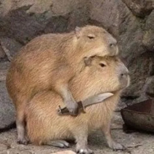 Capybara emoji 😈