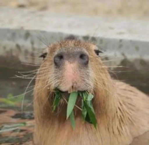 Capybara emoji 😋