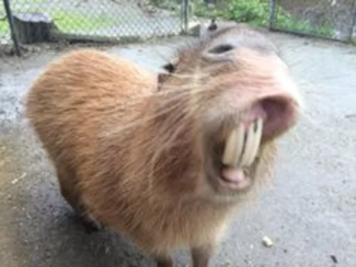 Capybara emoji 😁