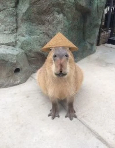 Capybara emoji 🇨🇳